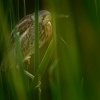 Bukacek zlutonohy - Ixobrychus sinensis - Yellow Bittern o9468
